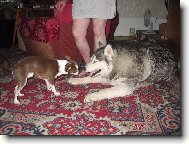 Siberian Husky