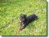 Rottweiler