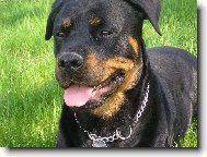 Rottweiler