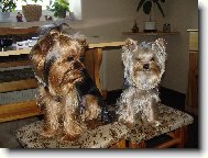 Jorkšírský terier, Yorkshire Terrier,