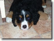 Berner Sennenhund