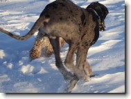 Deutsche Dogge