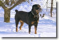 Rottweiler