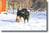 Rottweiler