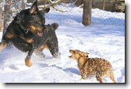 Rottweiler