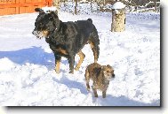 Rottweiler