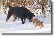 Rottweiler