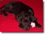 Deutsche Dogge