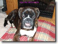 Deutscher Boxer