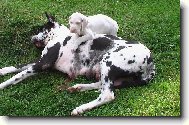 Deutsche Dogge