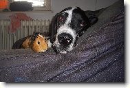 Deutsche Dogge