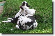 Deutsche Dogge