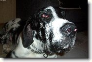 Deutsche Dogge