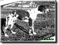 Deutsche Dogge