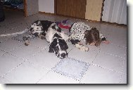 Deutsche Dogge