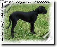 Deutsche Dogge