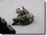 Berner Sennenhund