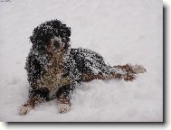 Berner Sennenhund