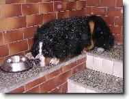 Berner Sennenhund