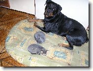 Rottweiler
