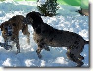 Deutsche Dogge