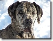 Deutsche Dogge