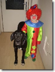 Deutsche Dogge