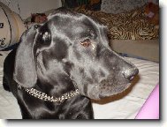 Deutsche Dogge