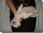 Bichon á poil frisé, Bichon Frise