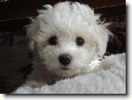 Bichon á poil frisé, Bichon Frise