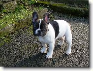Bouledogue francais, French Bulldog