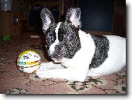 Bouledogue francais, French Bulldog