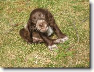 English Cocker Spaniel