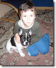 Bouledogue francais, French Bulldog