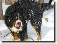 Berner Sennenhund