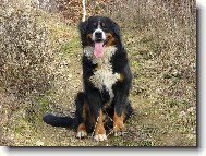 Berner Sennenhund