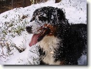 Berner Sennenhund