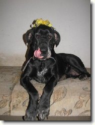 Deutsche Dogge