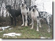 Deutsche Dogge