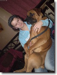 Deutscher Boxer