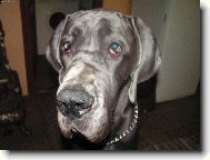 Deutsche Dogge