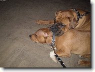 Deutscher Boxer