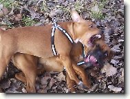 Deutscher Boxer