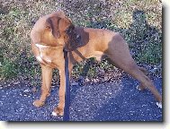 Deutscher Boxer