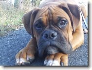 Deutscher Boxer