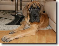 Deutsche Dogge
