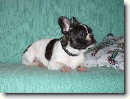 Bouledogue francais, French Bulldog