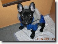 Bouledogue francais, French Bulldog