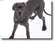 Deutsche Dogge