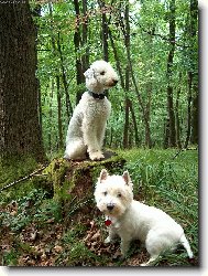 Bedlington Terrier